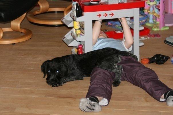 Ruhåret hønsehund Cent billede 15