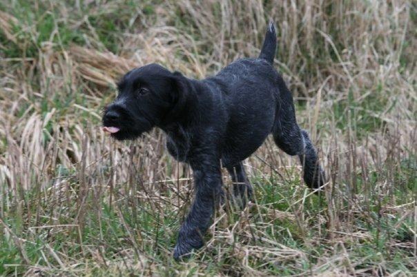 Ruhåret hønsehund Cent billede 16