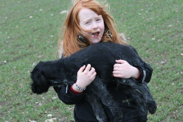 Ruhåret hønsehund Cent billede 19