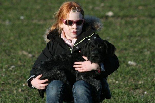 Ruhåret hønsehund Cent billede 18