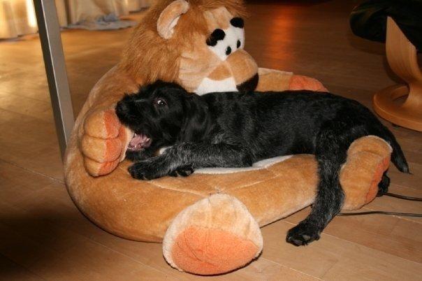 Ruhåret hønsehund Cent billede 21