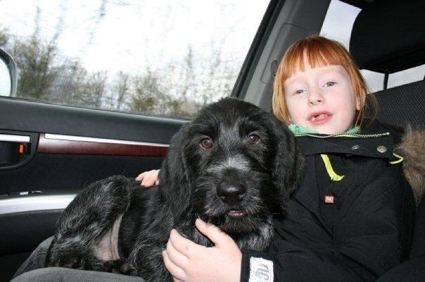 Ruhåret hønsehund Cent billede 22