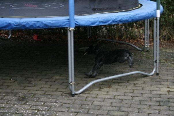 Ruhåret hønsehund Cent billede 23