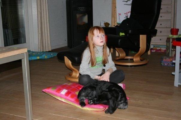 Ruhåret hønsehund Cent billede 24