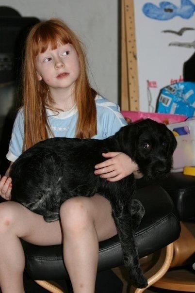 Ruhåret hønsehund Cent billede 26