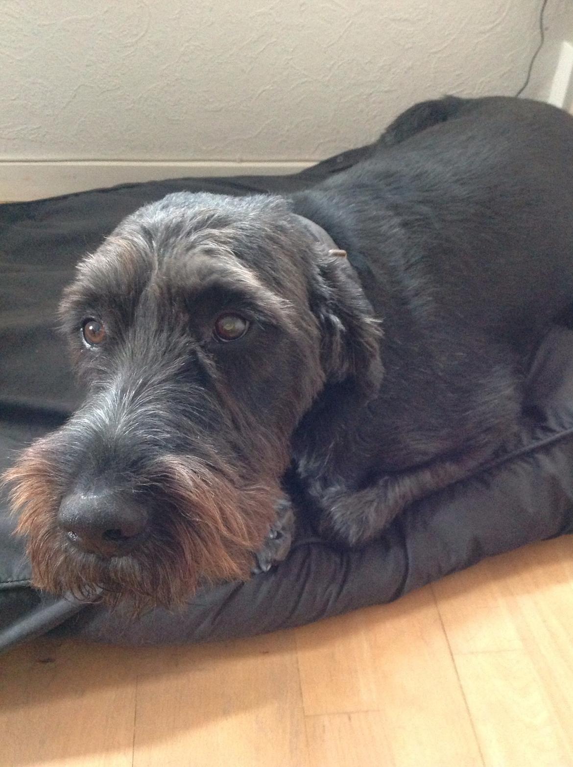 Ruhåret hønsehund Cent billede 25