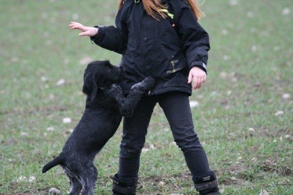 Ruhåret hønsehund Cent billede 27