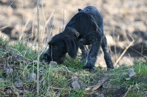 Ruhåret hønsehund Cent billede 28