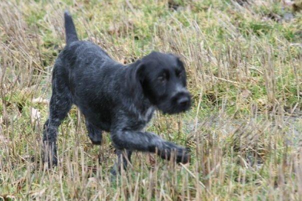 Ruhåret hønsehund Cent billede 31