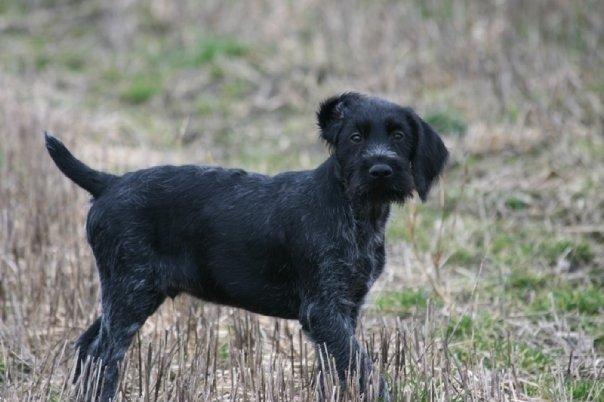 Ruhåret hønsehund Cent billede 30