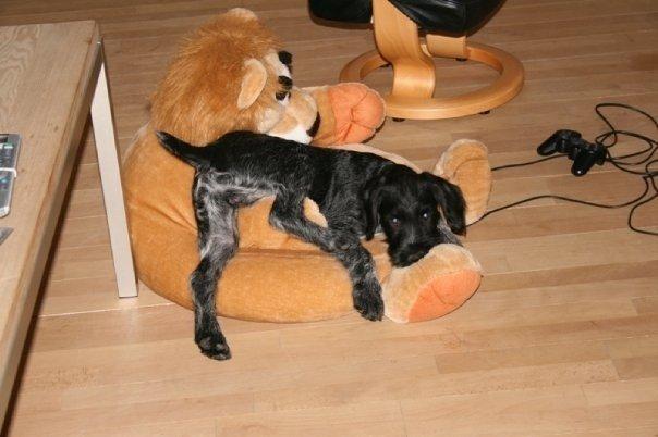 Ruhåret hønsehund Cent billede 33