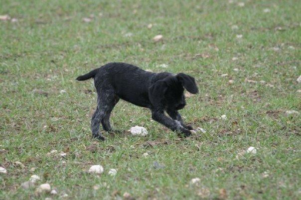 Ruhåret hønsehund Cent billede 34