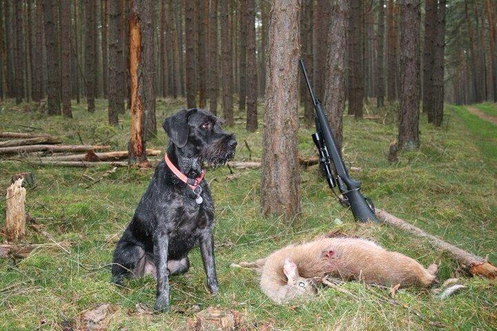 Ruhåret hønsehund Cent billede 35