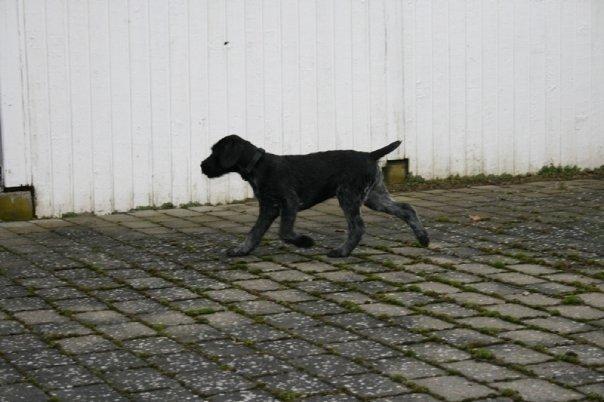 Ruhåret hønsehund Cent billede 36