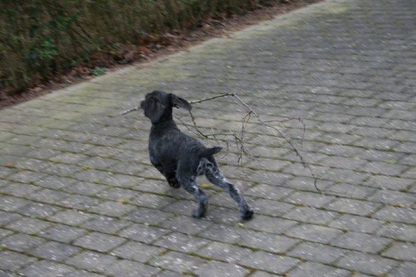 Ruhåret hønsehund Cent billede 37