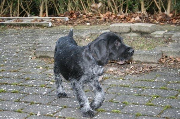 Ruhåret hønsehund Cent billede 38