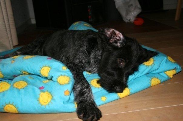 Ruhåret hønsehund Cent billede 39