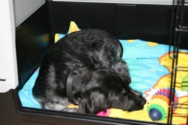 Ruhåret hønsehund Cent billede 40