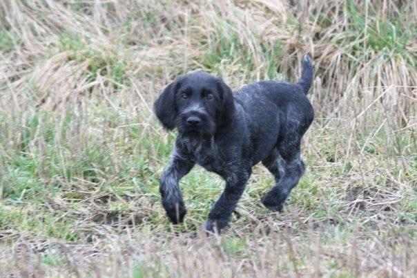Ruhåret hønsehund Cent billede 41