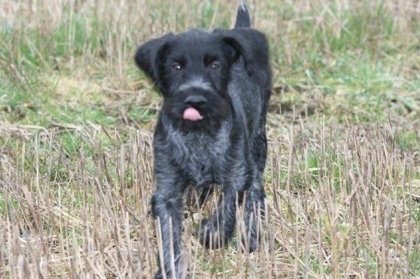 Ruhåret hønsehund Cent billede 43