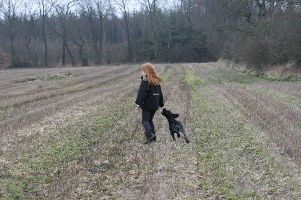 Ruhåret hønsehund Cent billede 42