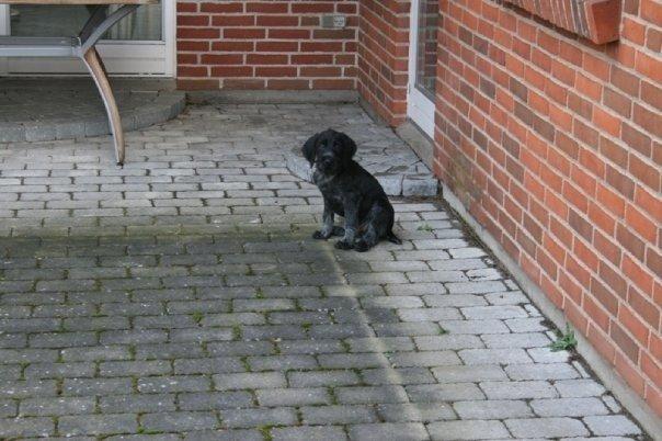 Ruhåret hønsehund Cent billede 44