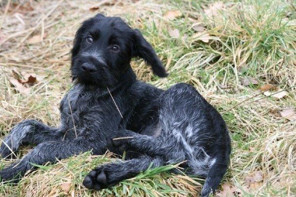 Ruhåret hønsehund Cent billede 45