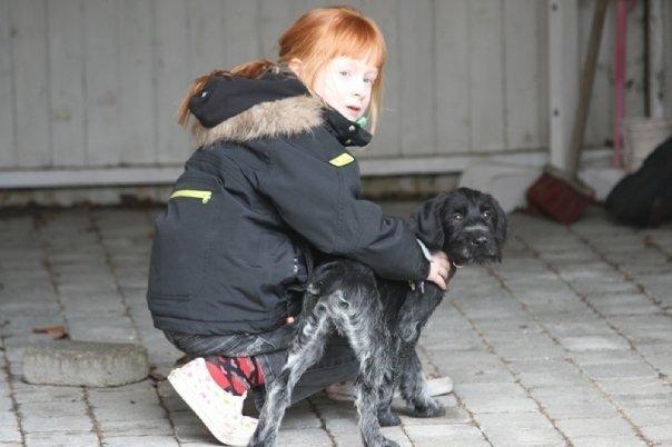 Ruhåret hønsehund Cent billede 47