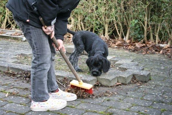 Ruhåret hønsehund Cent billede 48