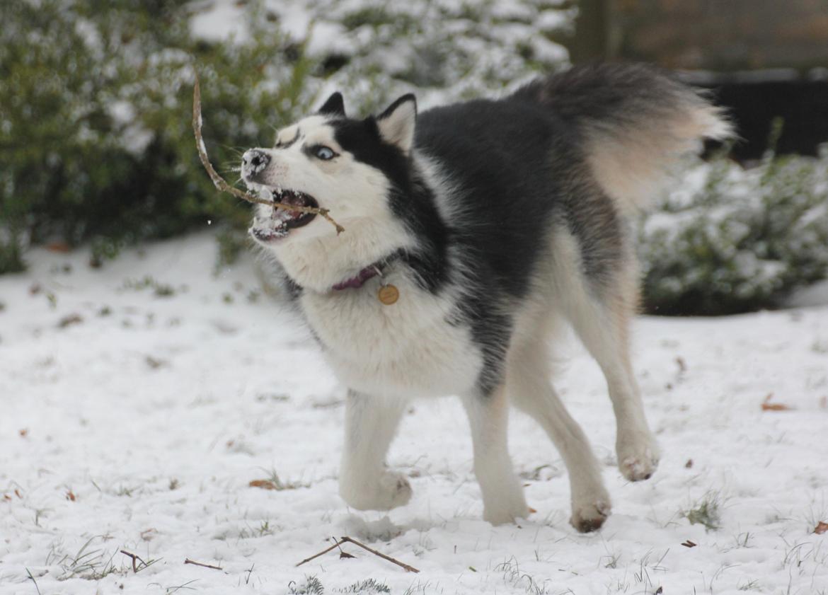 Siberian husky Einstein billede 37
