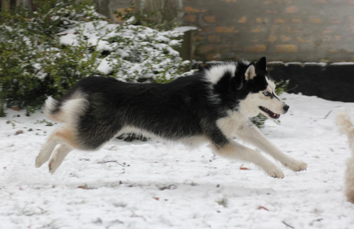 Siberian husky Einstein billede 38