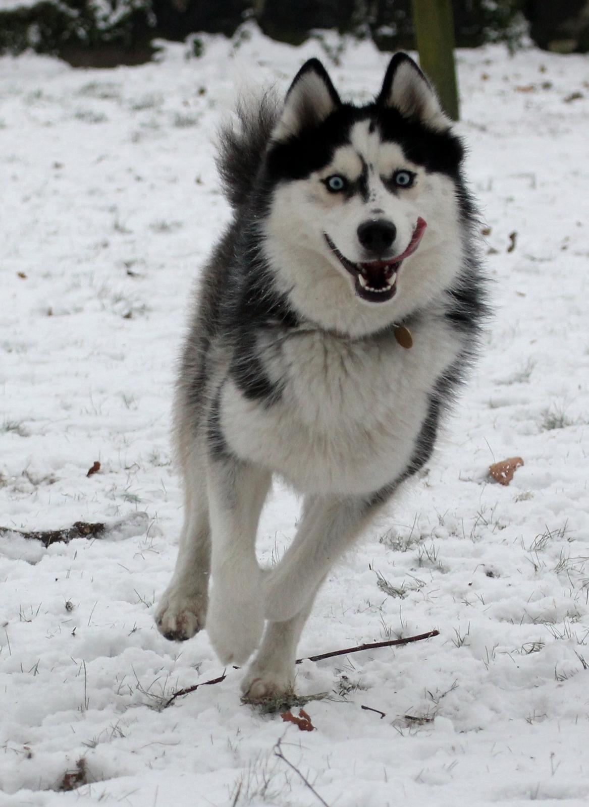 Siberian husky Einstein billede 3