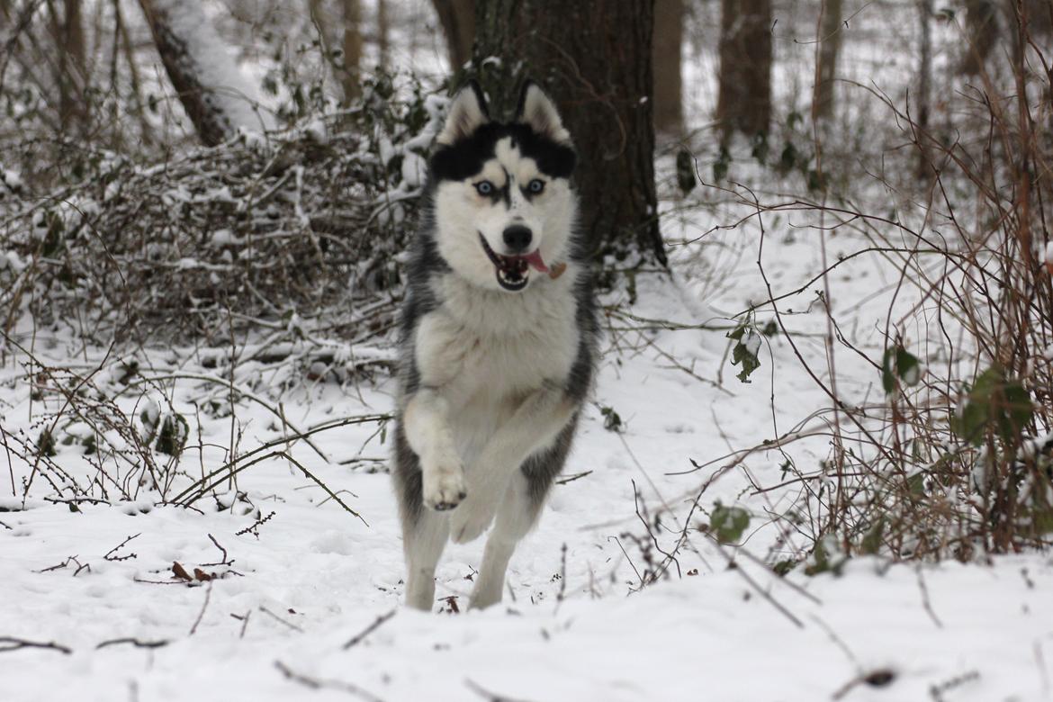 Siberian husky Einstein billede 6