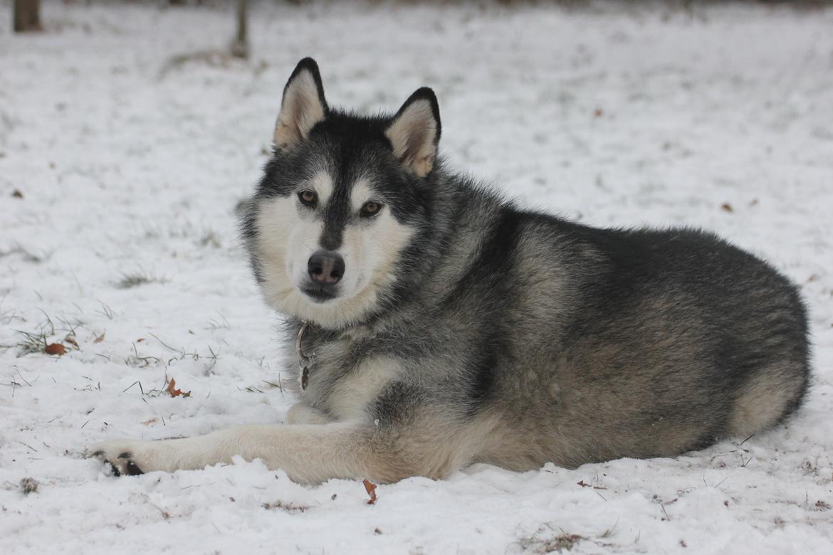 Alaskan malamute Laika *Aflivet* billede 41