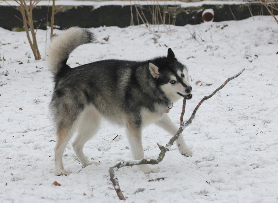 Alaskan malamute Laika *Aflivet* billede 40