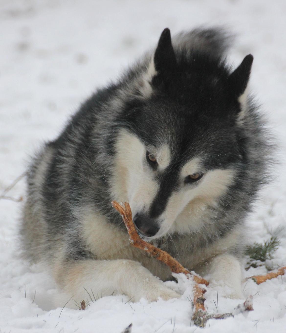 Alaskan malamute Laika *Aflivet* billede 49