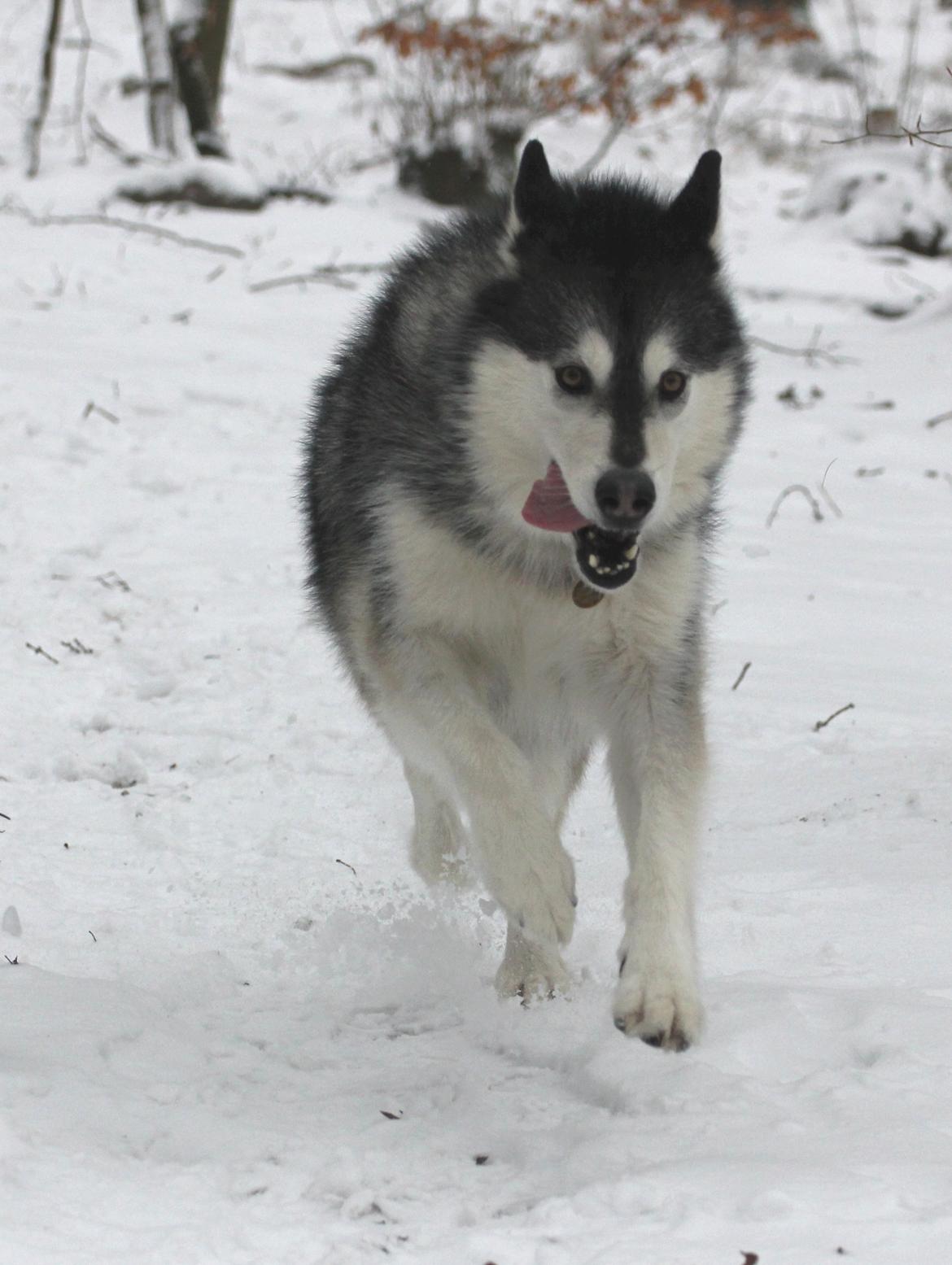 Alaskan malamute Laika *Aflivet* billede 50