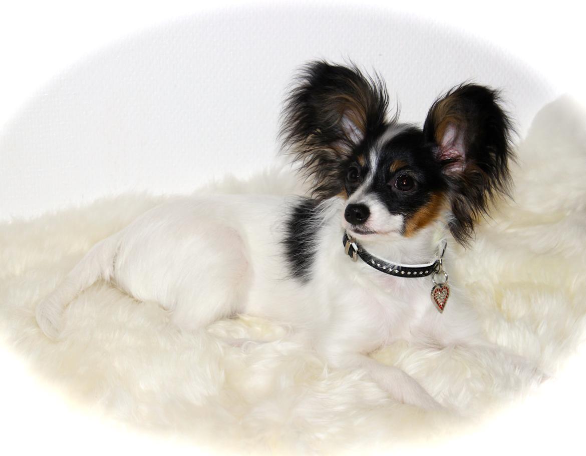 Papillon Flowerbirds Zia Be My Beauty - Zia 5 mdr. gammel billede 14