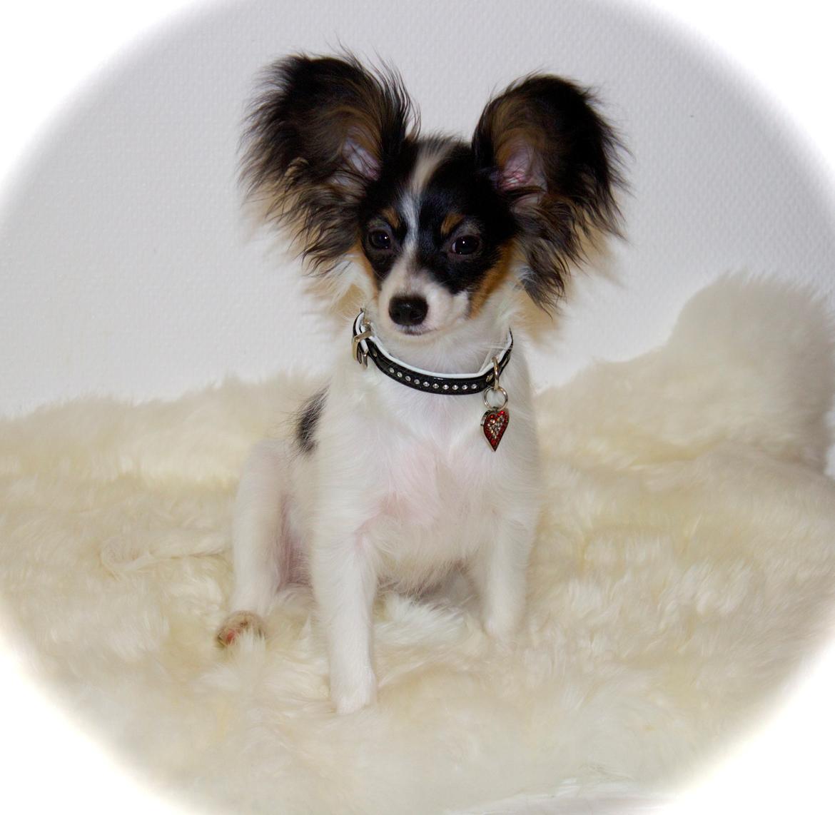 Papillon Flowerbirds Zia Be My Beauty - <3
Zia 5 mdr. billede 13