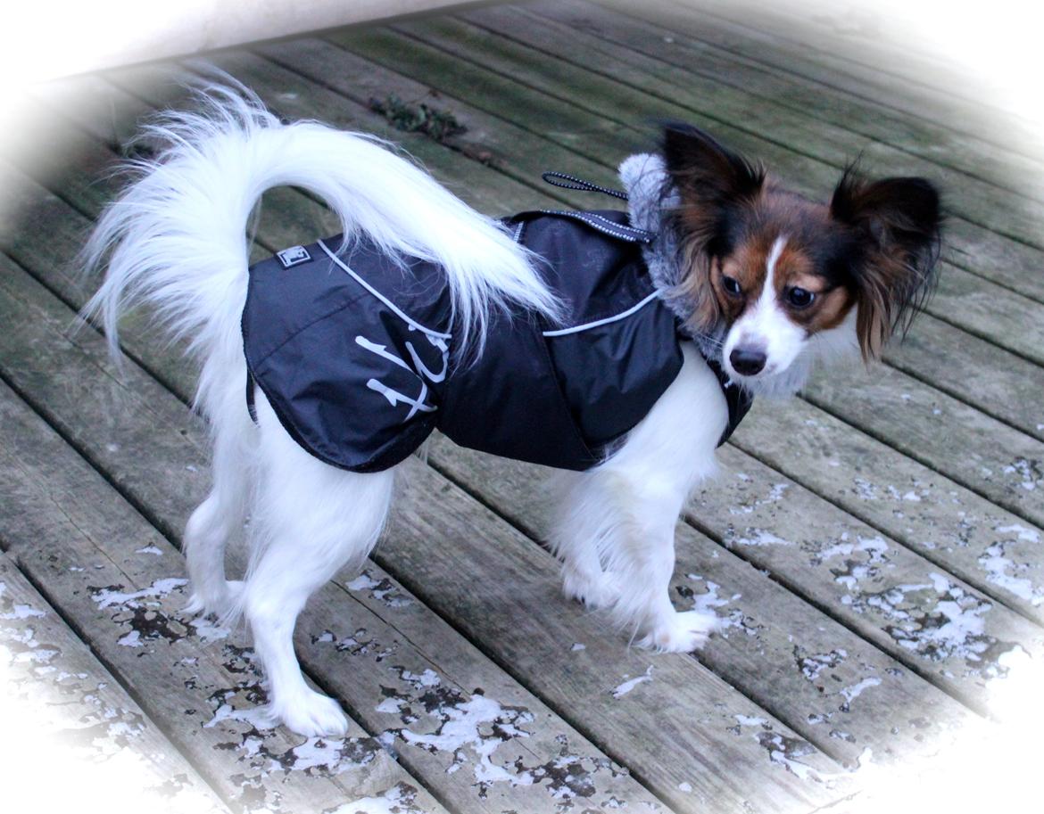 Papillon Alberte Demanture my dream. billede 11