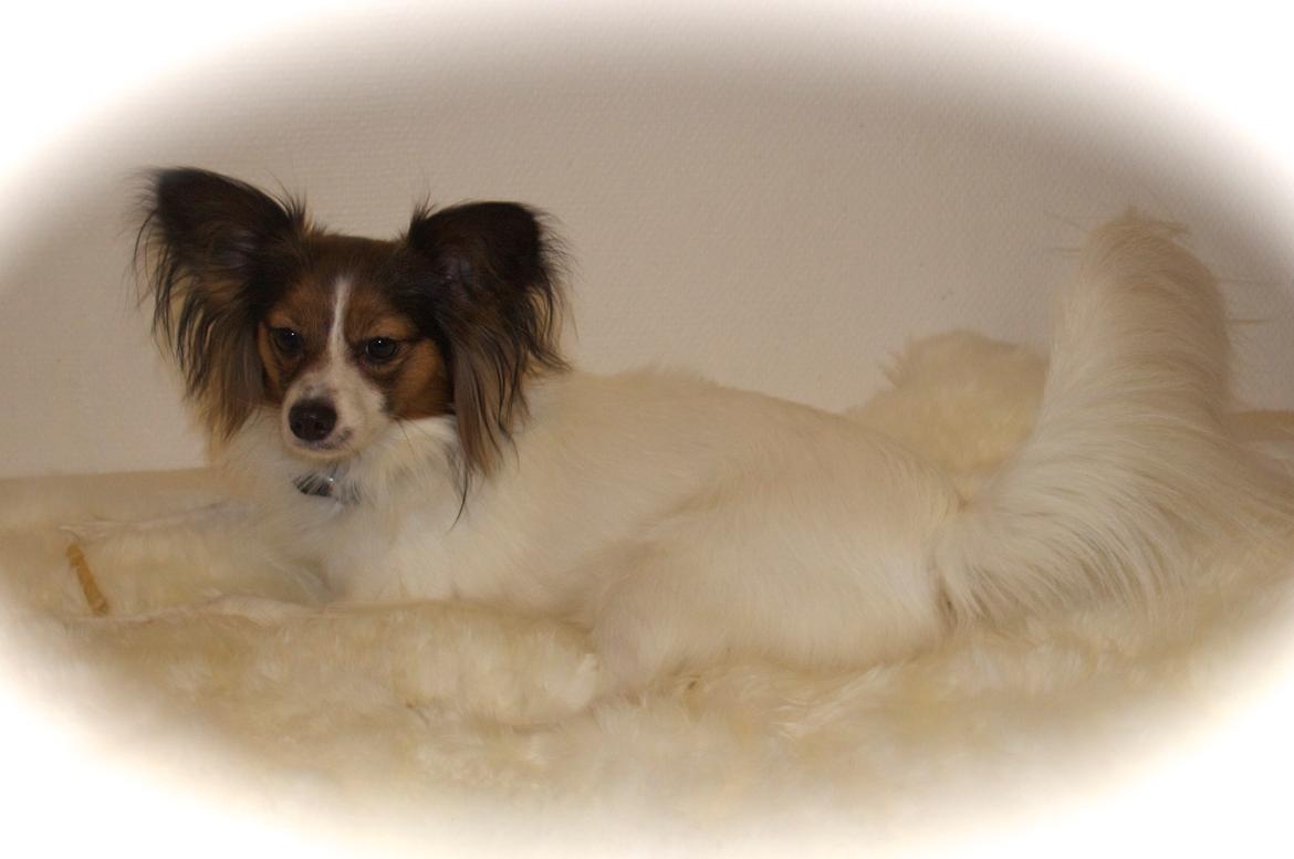 Papillon Alberte Demanture my dream. billede 8