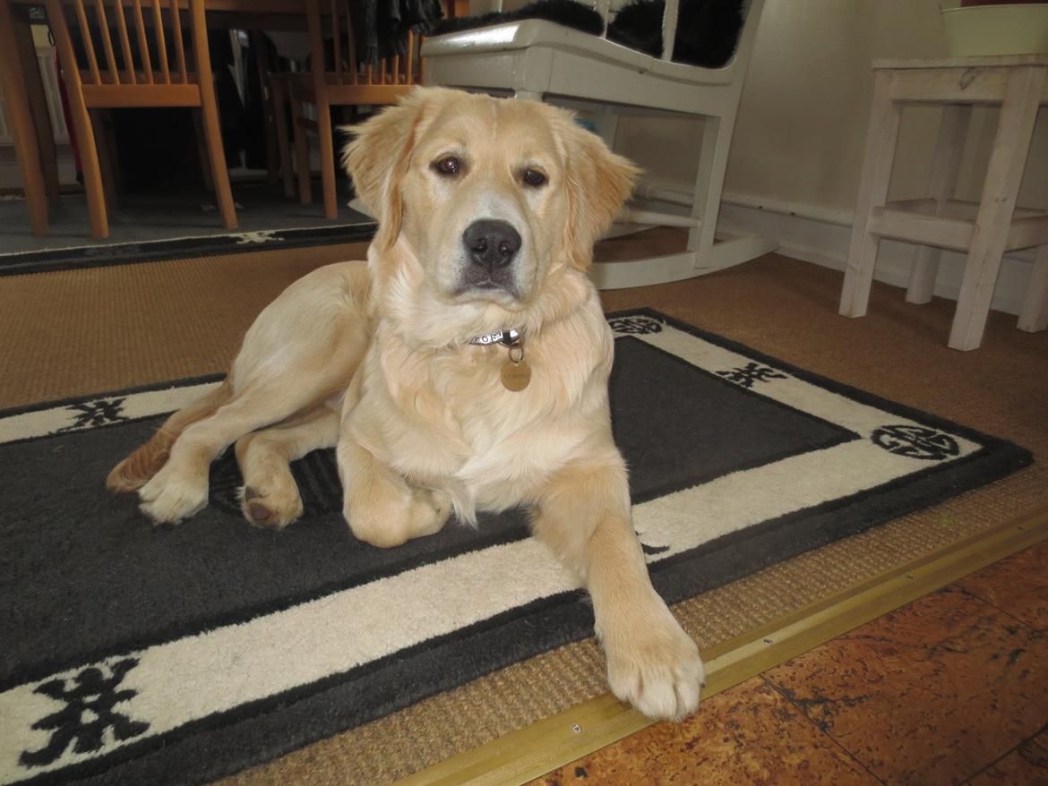 Blanding af racer Balder Himmelhund  billede 8