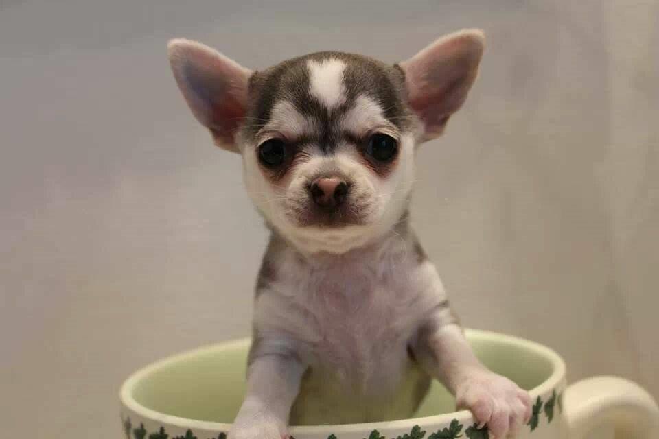 Chihuahua High Fly Zumo Last One billede 1