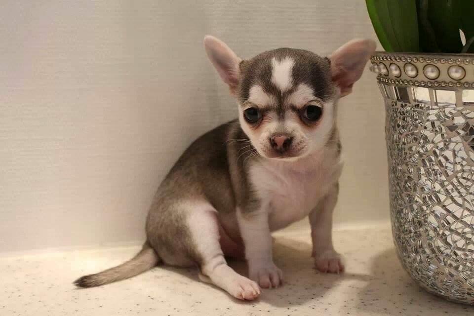 Chihuahua High Fly Zumo Last One billede 5