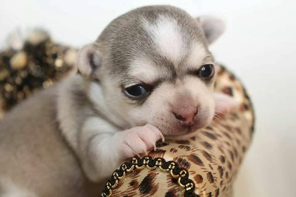 Chihuahua High Fly Zumo Last One billede 6