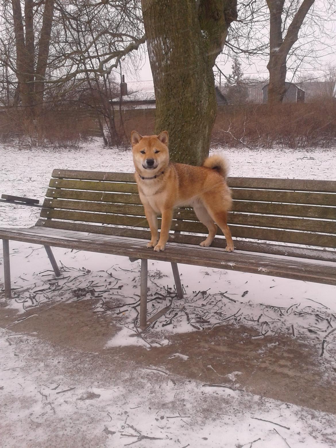 Shiba Tarou billede 34