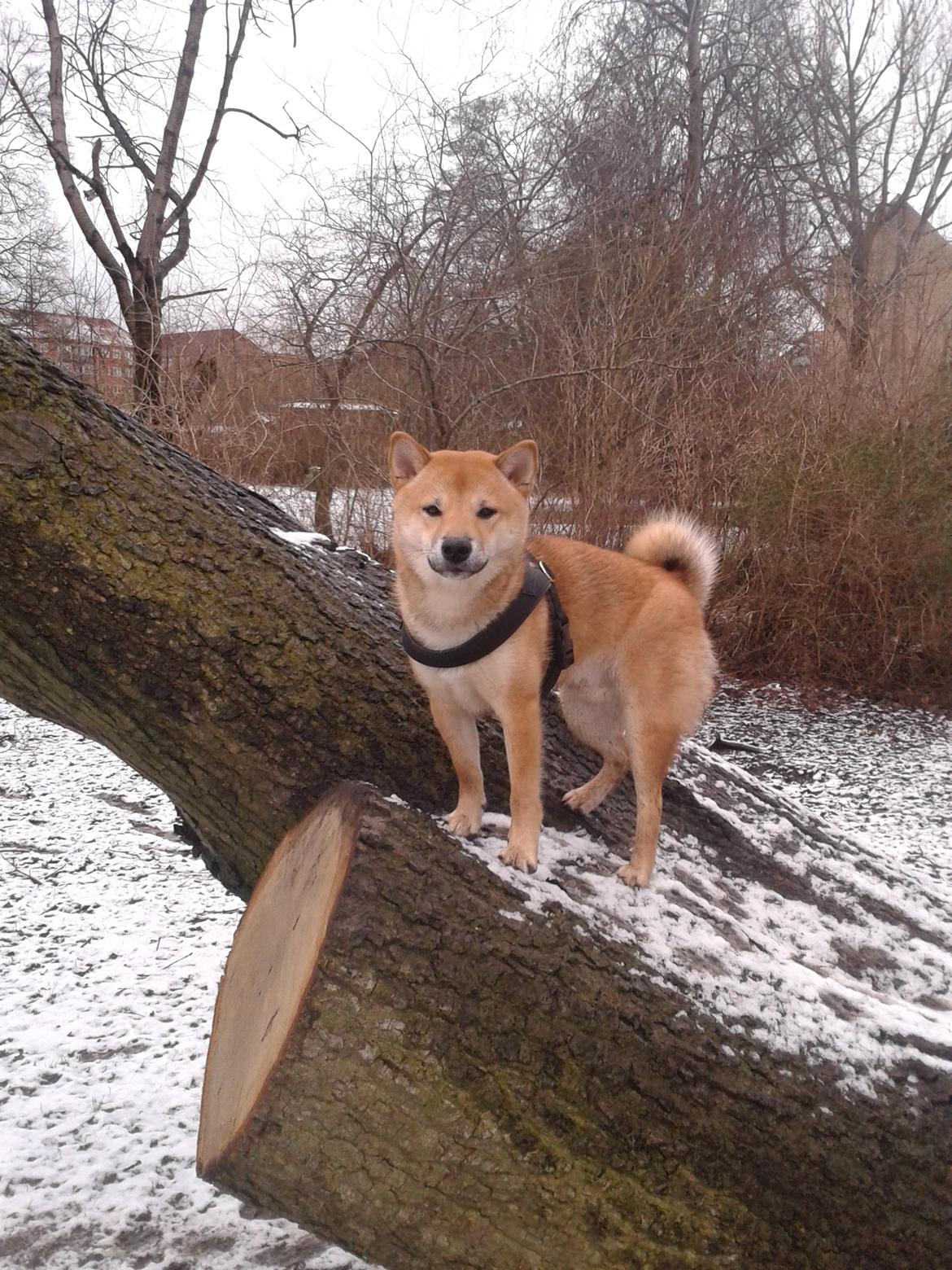 Shiba Tarou billede 37
