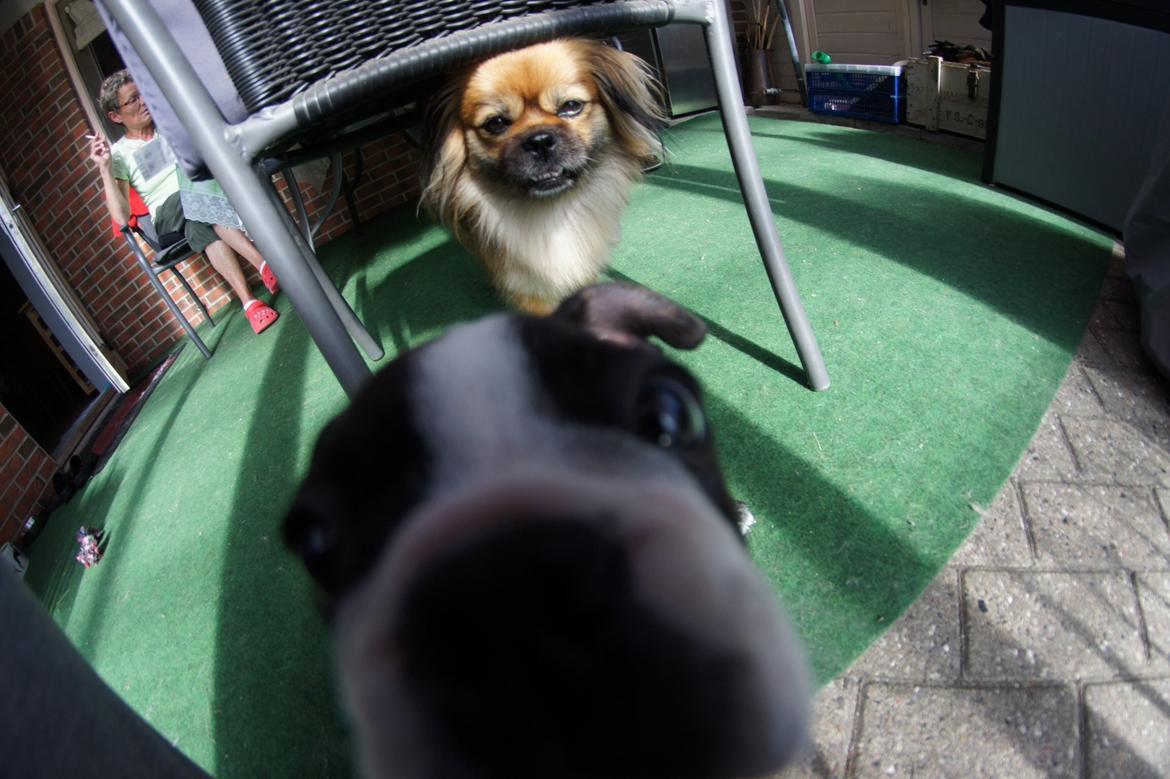 Blanding af racer Jackline R.I.P D.19/7-13 billede 34