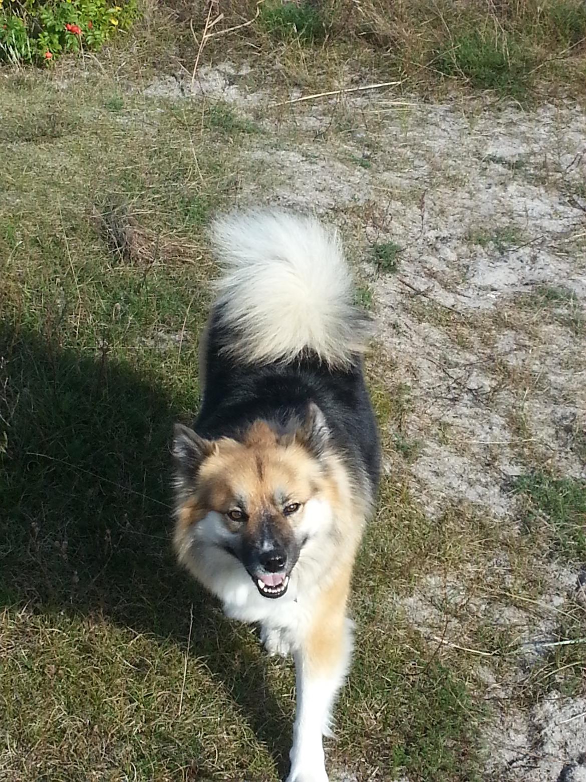 Islandsk fårehund Mollie billede 1