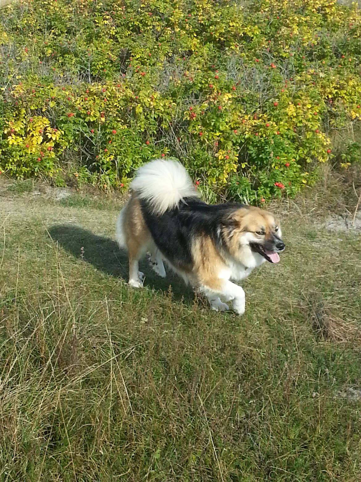 Islandsk fårehund Mollie billede 2